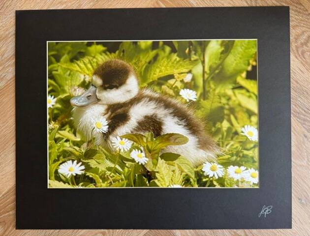 Shelduck chick - limited mounted photo print, signed by Lynton Bolton - A3