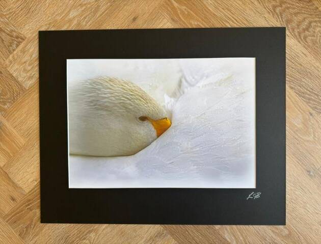 Sleeping Bewick - limited mounted photo print, signed by Lynton Bolton - A3