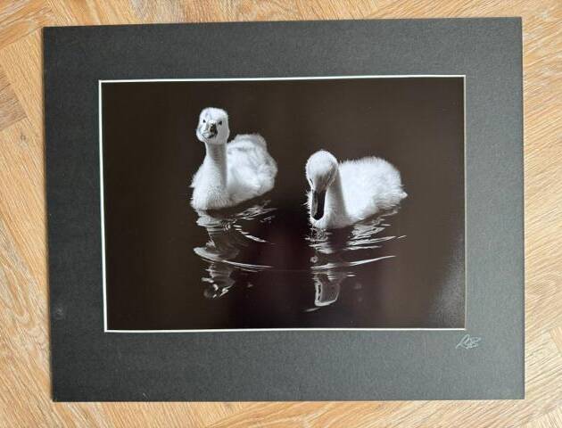 The Twins - limited mounted photo print, signed by Lynton Bolton - A3